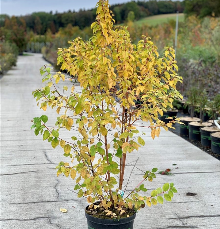 Cornus sanguinea 'Winter Beauty', Roter Hartriegel Gartenpflanzen Daepp