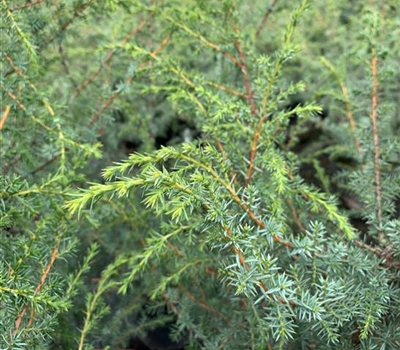 Juniperus communis 'Wallis'