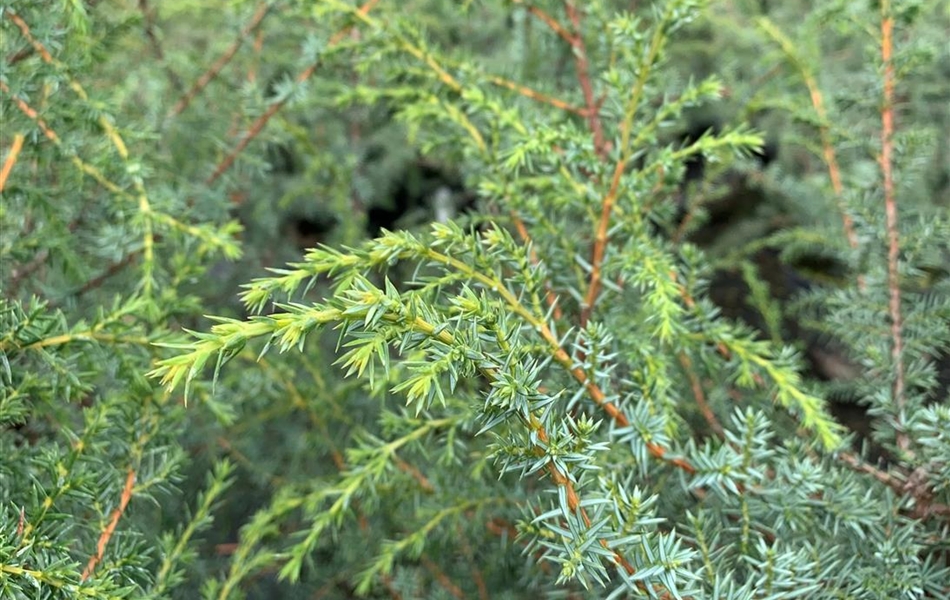 Juniperus communis 'Wallis'