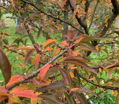 Prunus 'Okame' Nr. 317