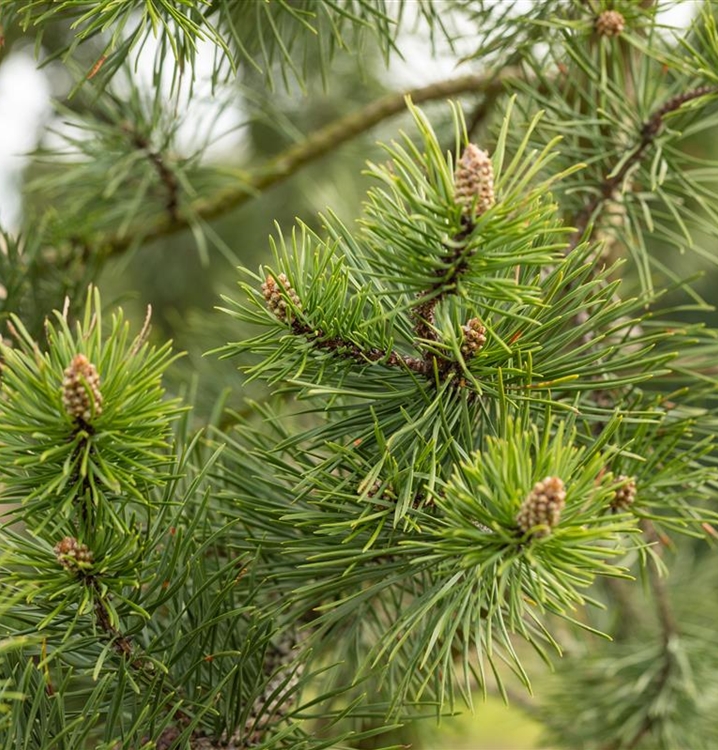 Pinus banksiana Nr. 309, Strauchkiefer Gartenpflanzen Daepp
