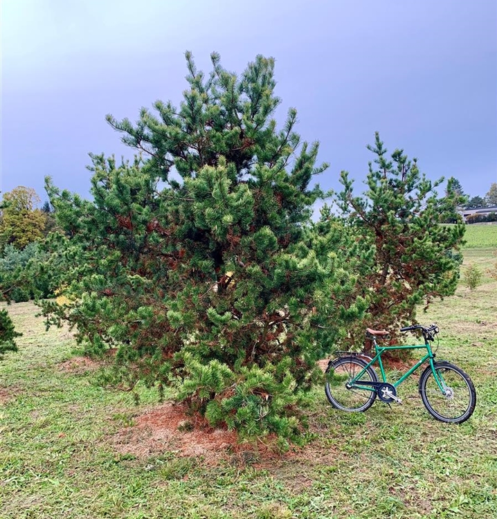 Pinus banksiana Nr. 309, Strauchkiefer Gartenpflanzen Daepp
