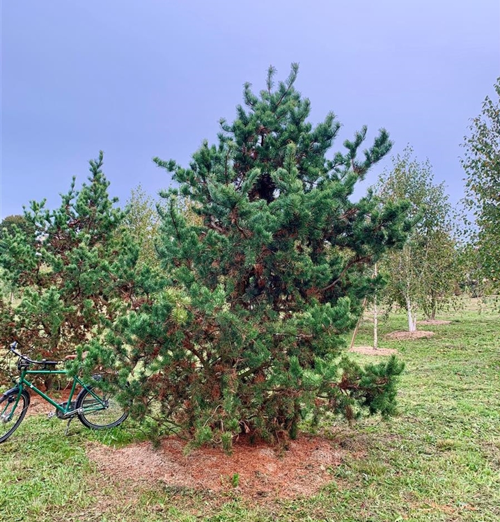 Pinus banksiana Nr. 309, Strauchkiefer Gartenpflanzen Daepp