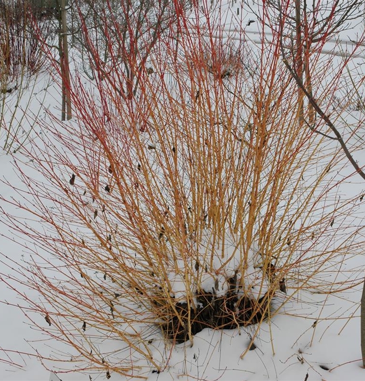 Cornus sanguinea 'Winterflame', Roter Hartriegel 'Winter Flame