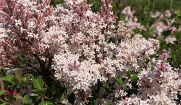 Syringa meyeri 'Flowerfesta White', Zwerg-Duftflieder - Gartenpflanzen ...
