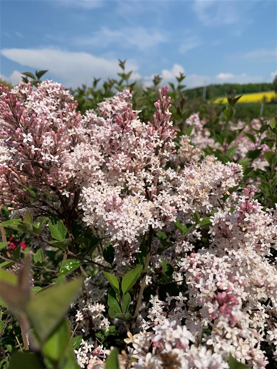 Syringa meyeri 'Flowerfesta White', Zwerg-Duftflieder - Gartenpflanzen ...