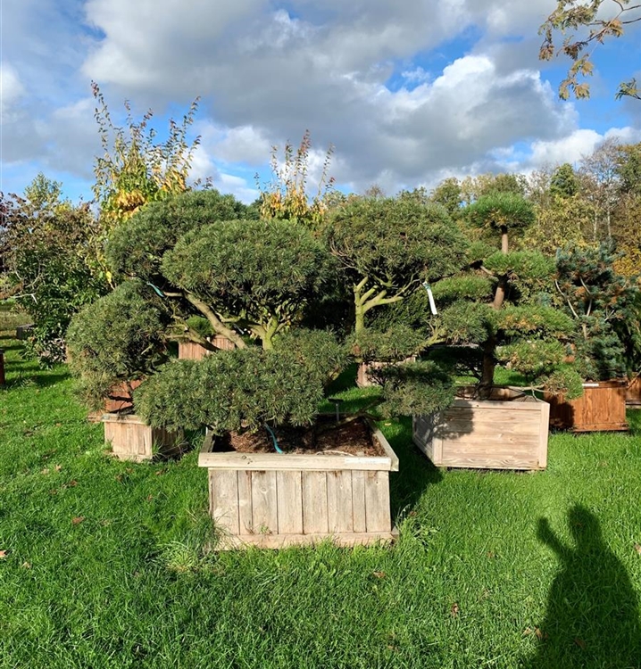 Pinus mugo subsp. mugo Nr. 432, KrummholzKiefer Gartenpflanzen Daepp