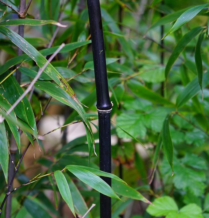 Schwarzrohr-Bambus