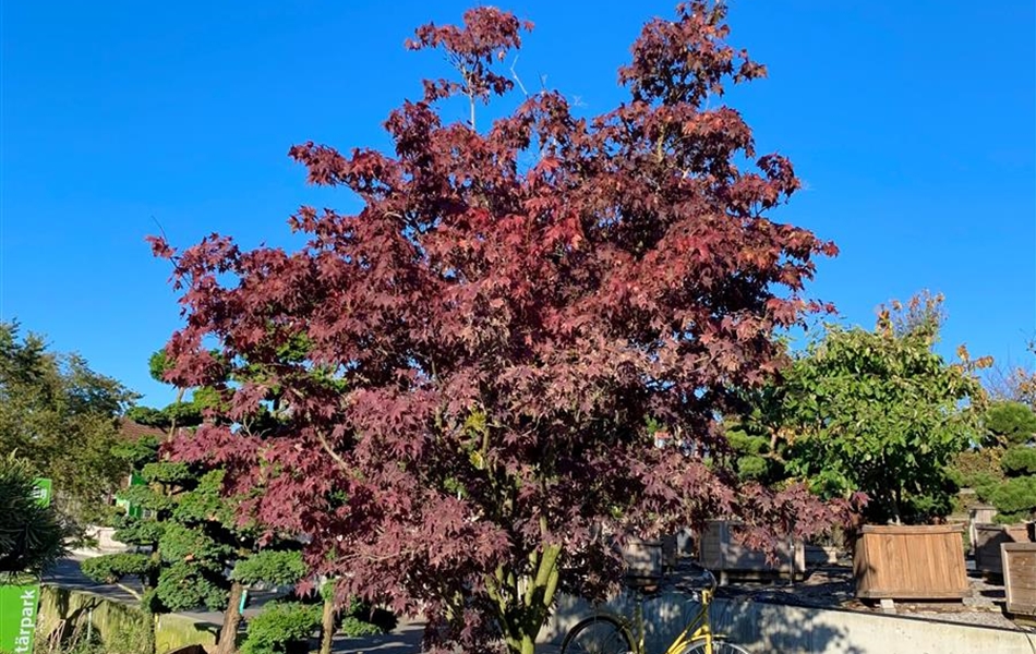 Acer palmatum 'Bloodgood' Nr. 42