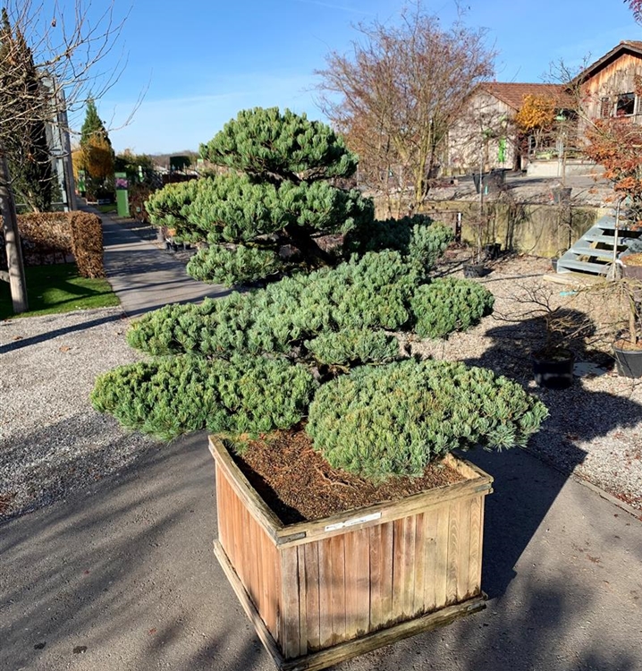 Pinus parviflora Niwaki Nr. 72, Mädchenkiefer Gartenpflanzen Daepp