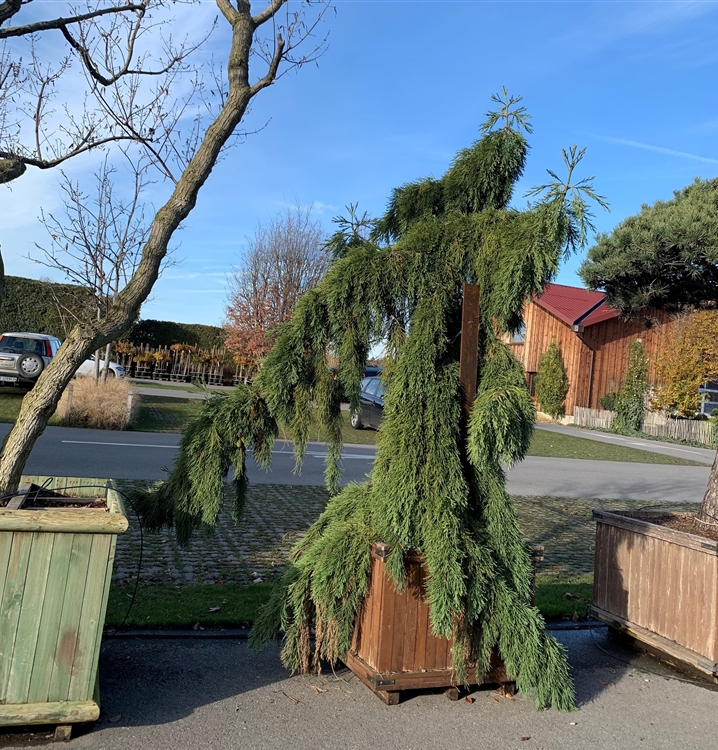 Sequoiadendron giganteum 'Pendulum' Nr. 412, RiesenMammutbaum