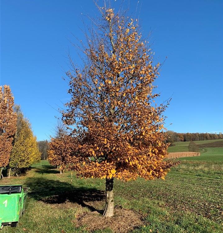 Carpinus betulus Nr.152, Hainbuche Gartenpflanzen Daepp