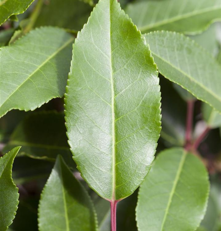 Prunus lusitanica 'Angustifolia', Portugiesischer Kirschlorbeer