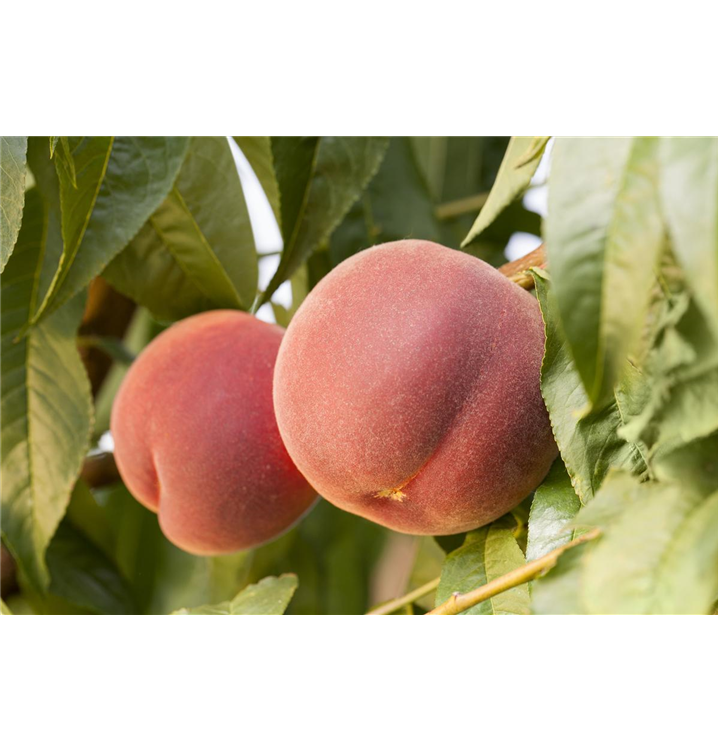 Prunus persica 'Red Haven', Pfirsichbaum Gartenpflanzen Daepp