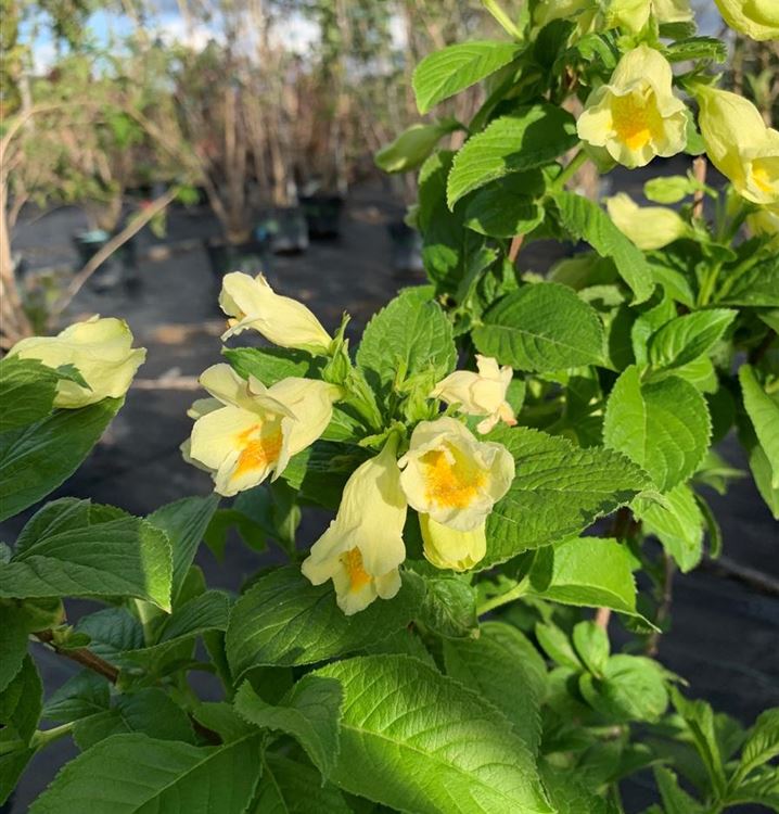 Weigela middendorffiana, Weigelie Gartenpflanzen Daepp