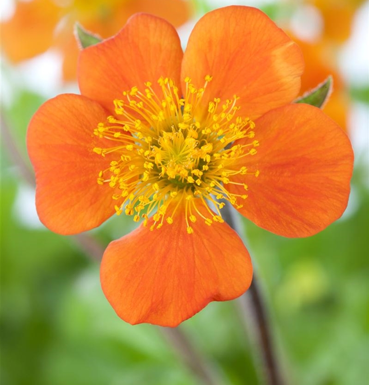36+ Garten Nelkenwurz, Ob in gelb, rot oder rosa:
