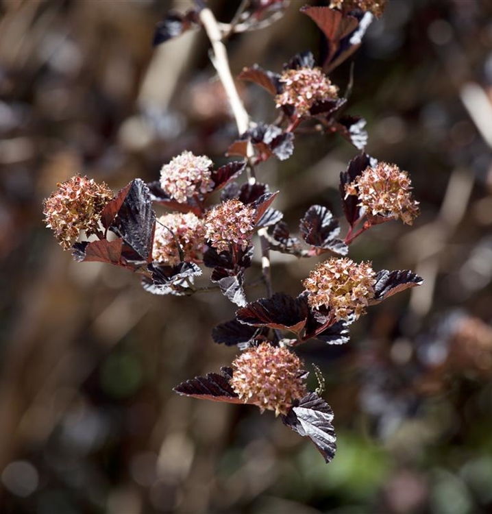 Physocarpus opulifolius 'Little Devil', Blasenspiere Gartenpflanzen Daepp