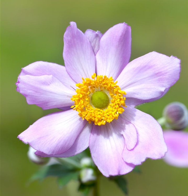 Anemone hybrida (x) 'Serenade', Herbstanemone Gartenpflanzen Daepp