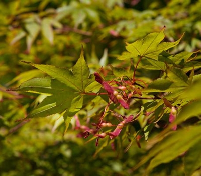 Acer palmatum 'Ôsakazuki'