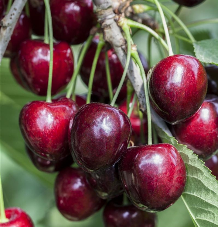 Prunus avium 'Kordia', Kirschbaum Gartenpflanzen Daepp