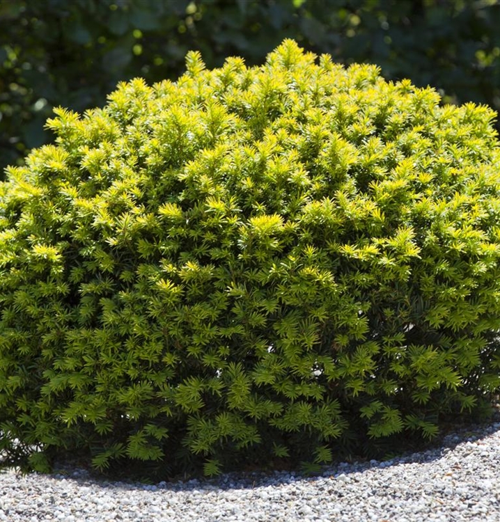 Taxus baccata kugelförmig, Eibe Gartenpflanzen Daepp