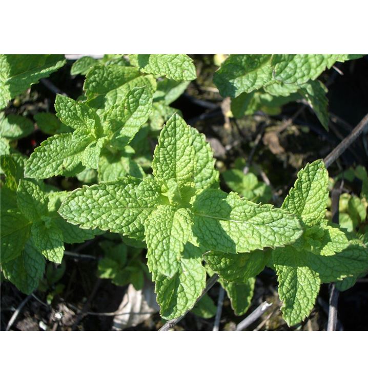 Mentha spicata 'Moroccan', Marokkanische Minze Gartenpflanzen Daepp