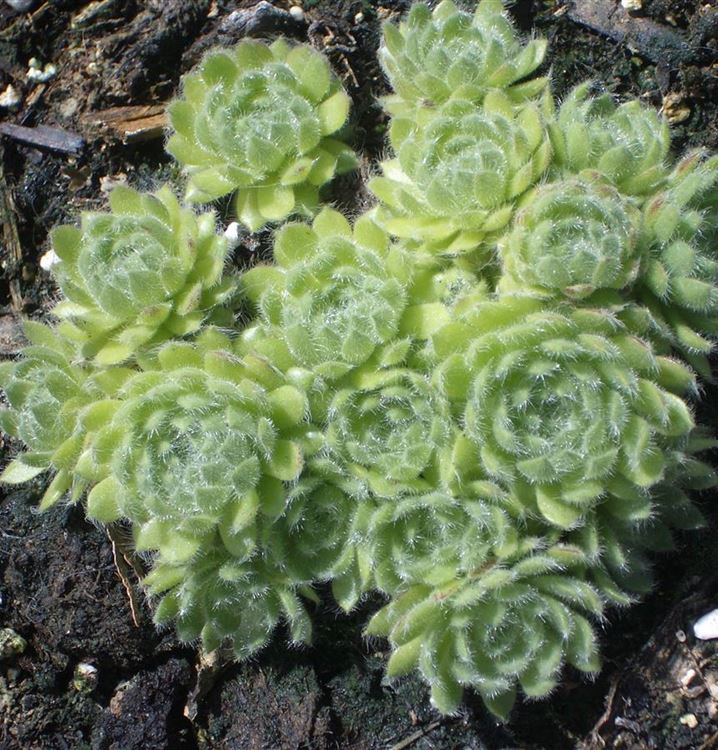 Sempervivum ciliosum var. borisii, Hauswurz Gartenpflanzen Daepp
