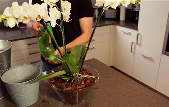 Orchidee - Einpflanzen in ein Gefäss