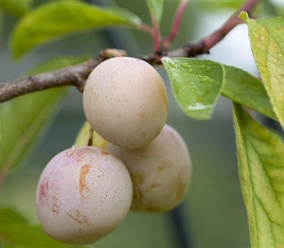 Prunus domestica 'Mirabelle de Nancy'