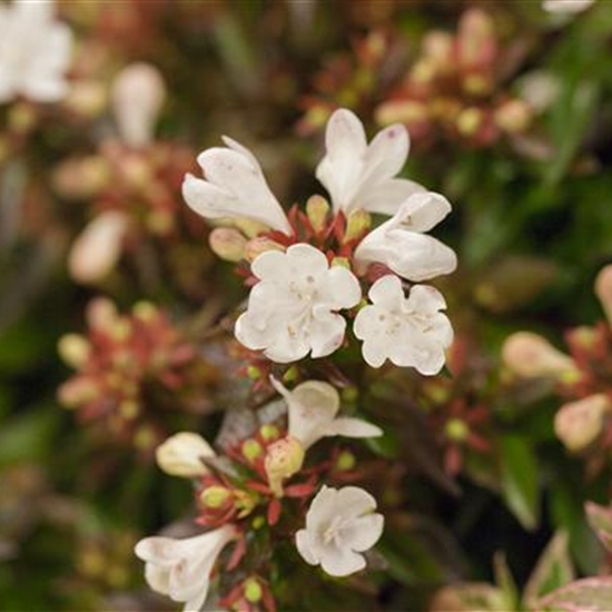 Abelia grandiflora (x)