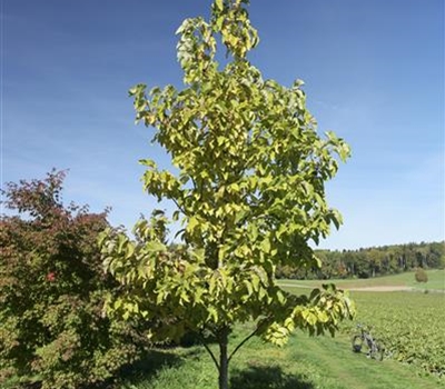 Magnolia brooklynensis (x) 'Yellow Bird' Nr.190
