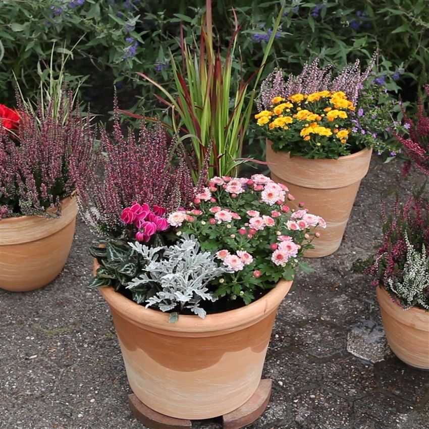 Die Balkonkästen im November Gartenpflanzen Daepp