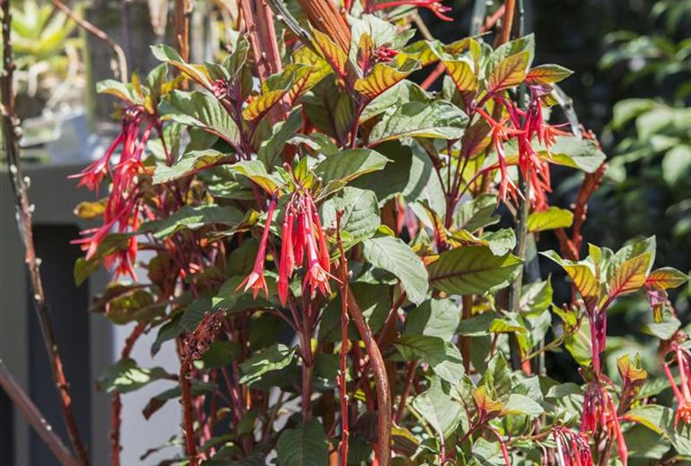 Geranien & Fuchsien überwintern Gartenpflanzen Daepp