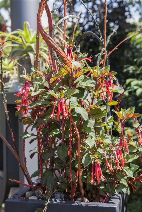 Geranien & Fuchsien überwintern Gartenpflanzen Daepp