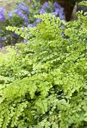 Adiantum venustum, Frauenhaarfarn Gartenpflanzen Daepp
