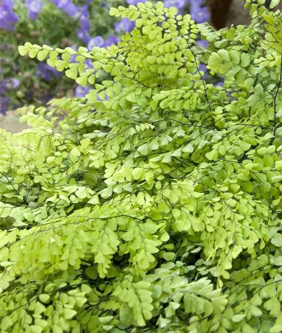 Adiantum venustum, Frauenhaarfarn Gartenpflanzen Daepp