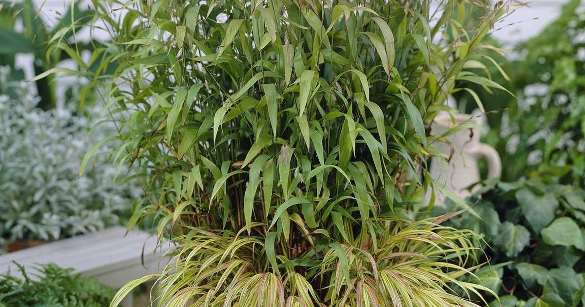 Chasmanthium latifolium, Plattährengras Gartenpflanzen Daepp