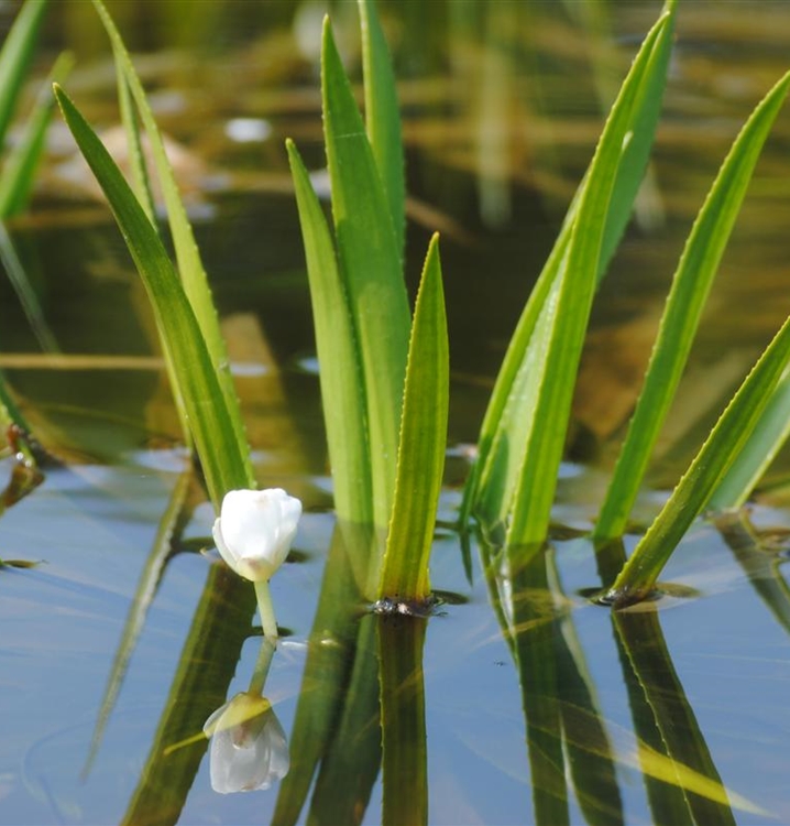 Krebsschere Wasserpflanze - 4 Stück Schwimmpflanzen Für Teich Und Biotop