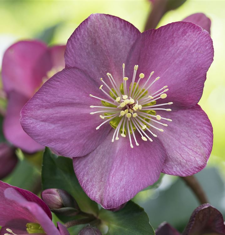 Helleborus orientalis 'Metallic Blue Lady', Christrose Gartenpflanzen