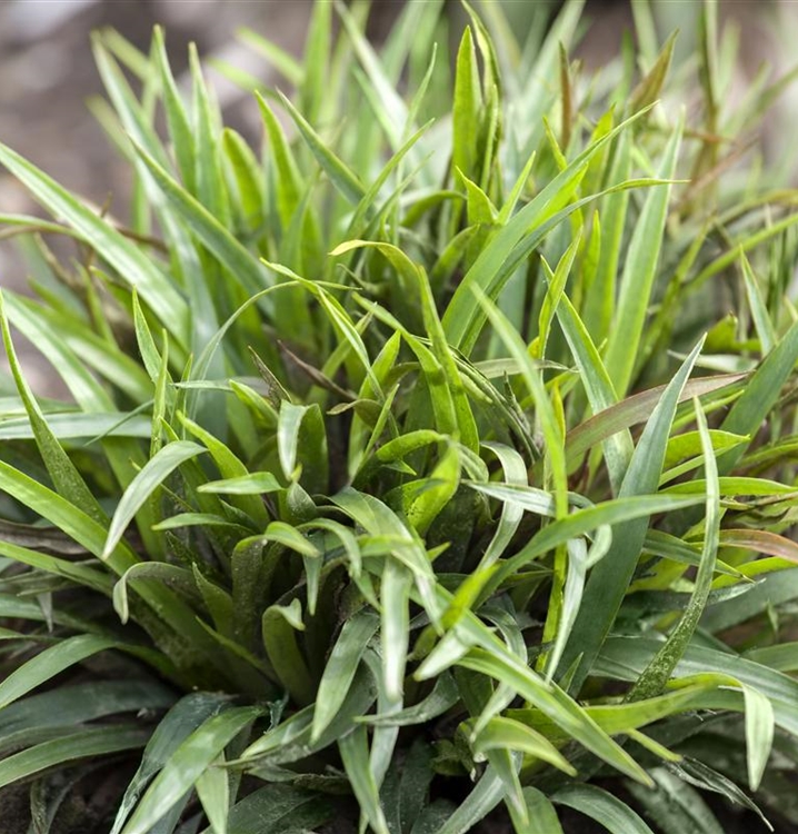 Luzula pilosa ‘Igel’, Behaarte Hainsimse, Haarmarbel - Gartenpflanzen Daepp