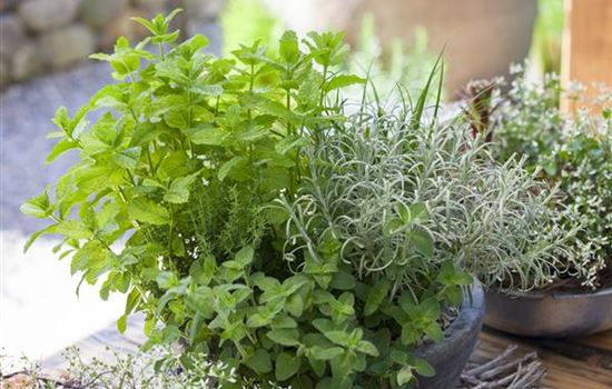 Kräuter als Balkonpflanzen sind besonders beliebt Kräuter als Balkonpflanzen sind besonders beliebt