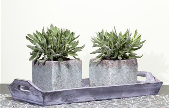 Salbei – Zierpflanze und Heilkraut 