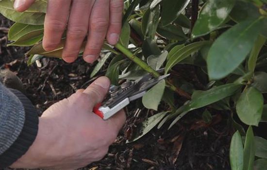 Rhododendron - Zurückschneiden im Frühling Rhododendron - Zurückschneiden im Frühling