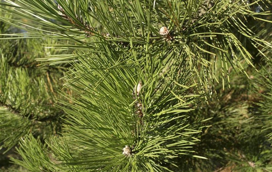 Pinus nigra subsp. nigra Pinus nigra subsp. nigra