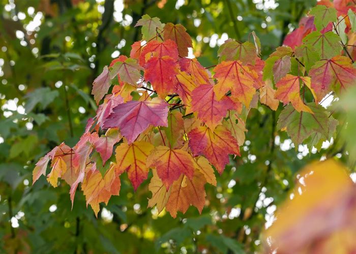 Acer rubrum