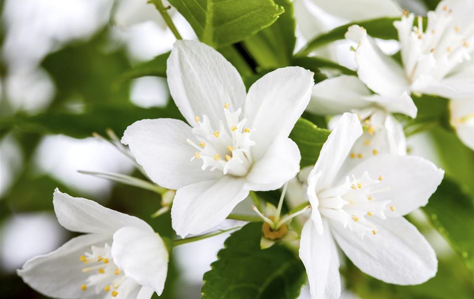 Deutzia gracilis Deutzia gracilis