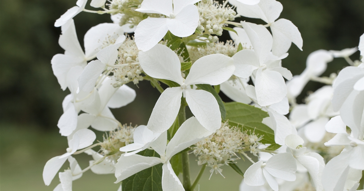 Hydrangea paniculata 'Great Star', Rispen-Hortensie