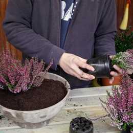 Knospenheide - Einpflanzen in ein Gefäß Knospenheide - Einpflanzen in ein Gefäß