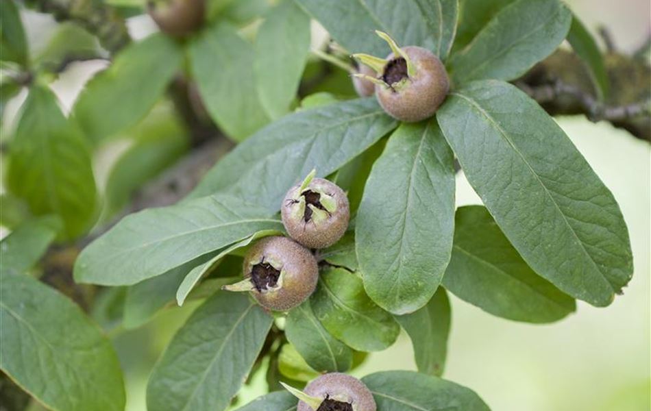 Mespilus germanica Mespilus germanica