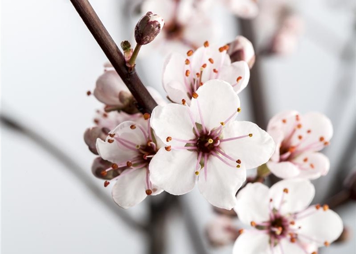 Prunus cistena (x) Prunus cistena (x)